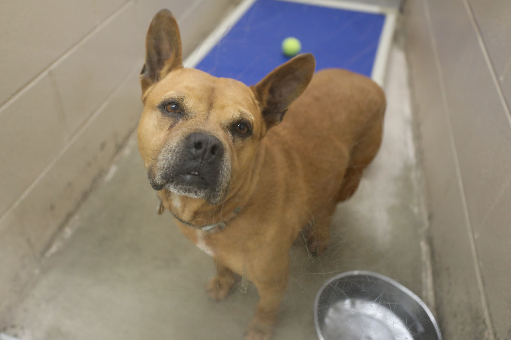 Lee County Humane Society pets for adoption